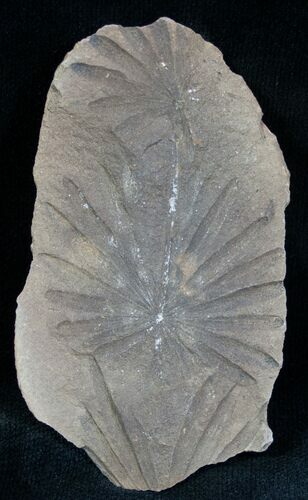 Annularia Plant Fossil (Extinct Horsetail) #7449